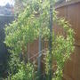 Twisted curly willow.