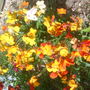 Wallflowers