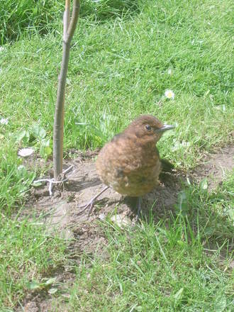 Baby Blackbird