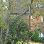 Clematis_alpina__helsingborg__growing_on_amelanchier