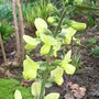Thermopsis_lanceolata