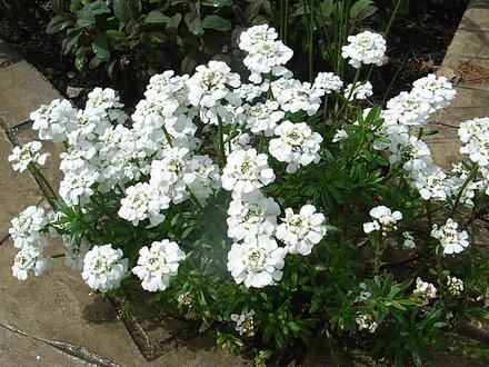 Iberis sempervirens 'Snowflake' (Iberis sempervirens 'Snowflake')
