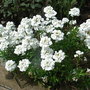 Iberis_sempervirens__snowflake_