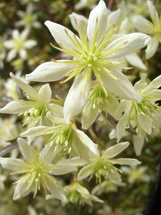 Clematis x cartmanii 'Moonbeam' - close-up (Clematis x cartmanii 'Moonbeam')
