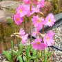 Primula_rosea
