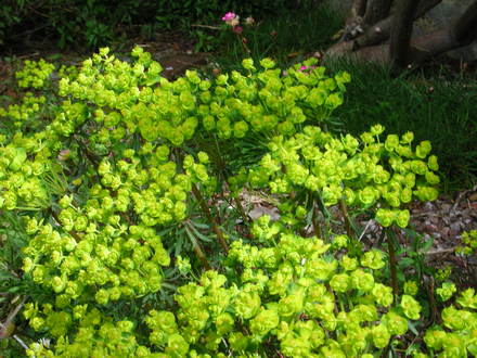Euphorbia cyparissias (Euphorbia cyparissias (Cypress Spurge))