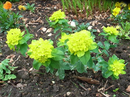 Euphorbia polychroma (Euphorbia polychroma)