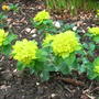 Euphorbia_polychroma