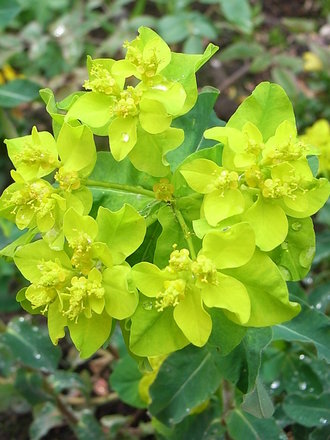 Euphorbia polychroma - close-up (Euphorbia polychroma)