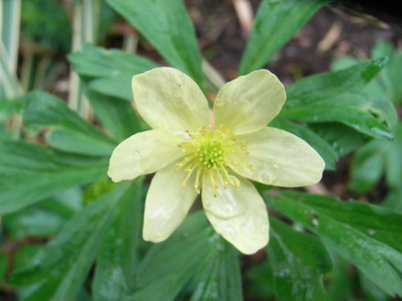 Anemone x lipiensis (Anemone x lipiensis)