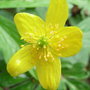 Anemone_ranunculoides