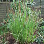 Carex morrowii