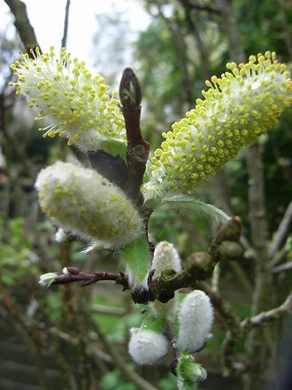 Salix hastata 'Wehrhahnii' (Salix hastata 'Wehrhahnii')