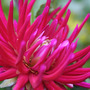 Cactus_dahlia