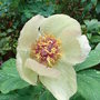 Paeonia mlokosewitschii