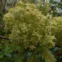 Sambucus_racemosa__goldenlocks__-_cloise-up