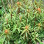 Euphorbia griffithii
