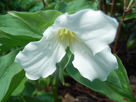 Trillium grandiflorum (Trillium grandiflorum)
