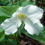 Trillium grandiflorum (Trillium grandiflorum)