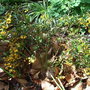 Berberis x stenophylla 'Irwinii' (Berberis x stenophylla 'Irwinii')