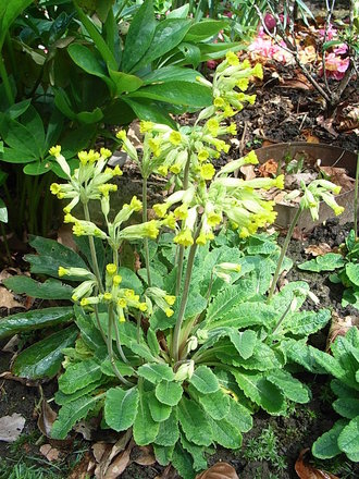 Primula veris (Primula veris)