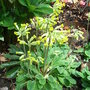 Primula_veris