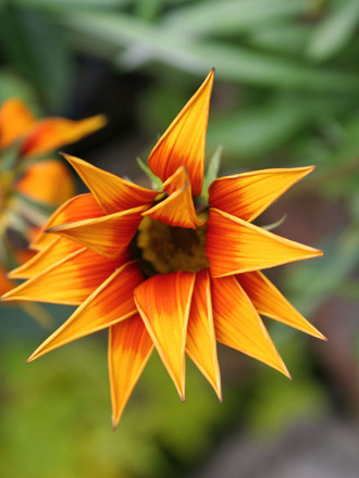 gazania
