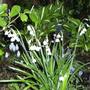 Leucojum vernum (Spring snowflake) (Leucojum vernum (Spring snowflake))