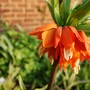 Fritillaria Crown Imperial (Fritillaria)