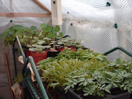 some of my plants in greenhouse