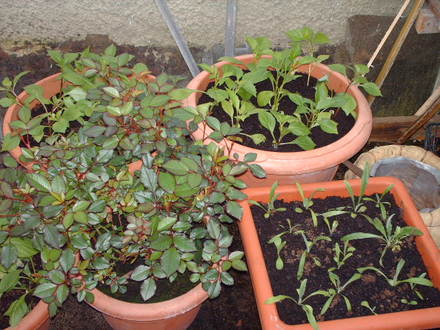 rose and transplants