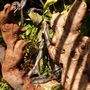 Pip_viewed_through_the_stumpery