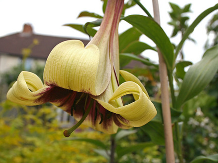 chelsea lily