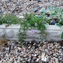 Phlox douglasii