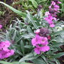 Erysimum 'Bowles Mauve' (Erysimum 'Bowles Mauve')
