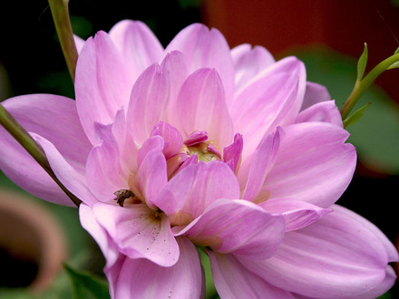 waterlily dahlia