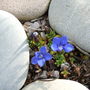 Gentian