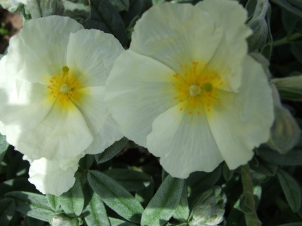 Helianthemum 'Wisley White' (Helianthemum nummularium)