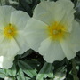 Helianthemum nummularium