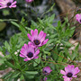 Pink_osteospermum