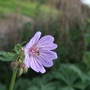 Geranium erianthum