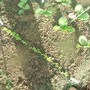 Radish seedlings