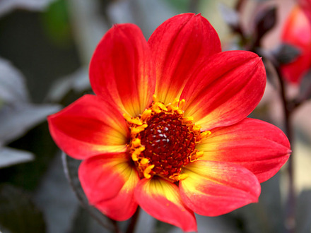 Dahlia