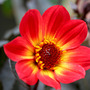 Red_dahlia