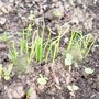 Spring onions seedlings