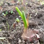 Onion sets are growing!