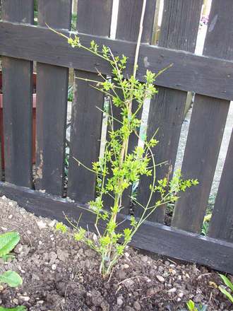 Winter Jasmine .....
