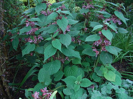 Stachys macrantha (Stachys macrantha)