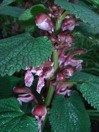 Stachys macrantha - close-up (Stachys macrantha)