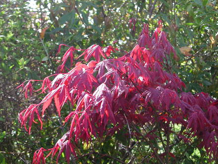Acer palmatum with a rare sunbeam shining through it! (Acer palmatum )